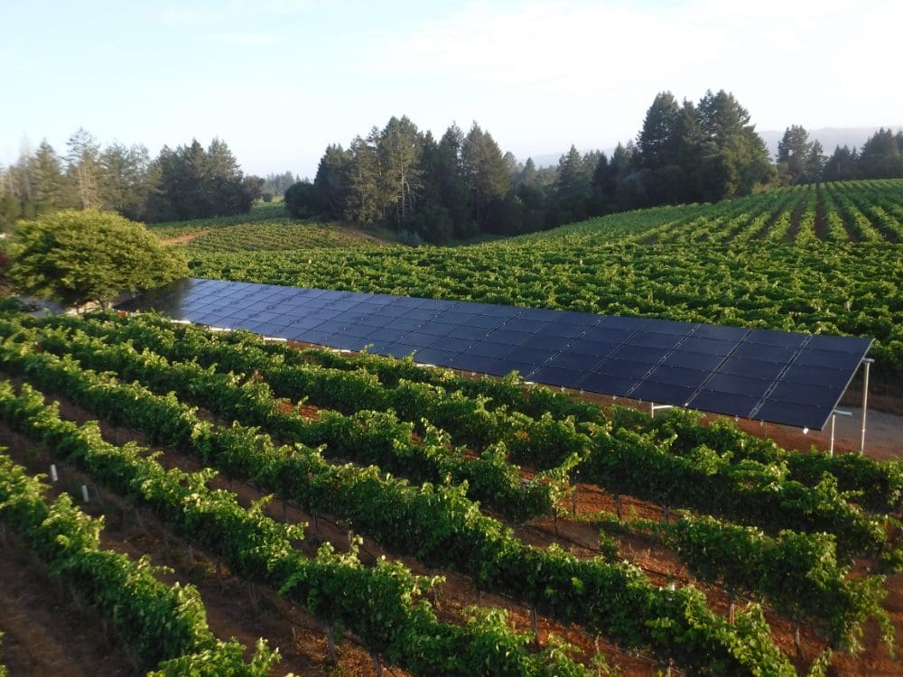 solar panel in wine vineyard